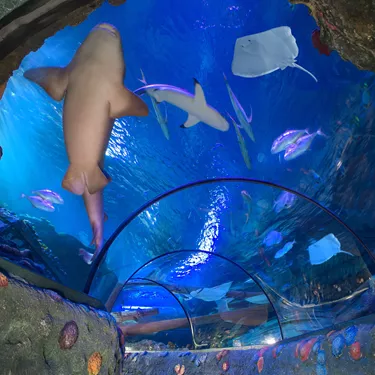 Gardaland SEA LIFE Aquarium - Ozean-Tunnel