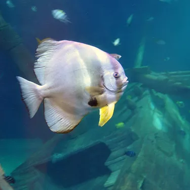 Gardaland SEA LIFE Aquarium - Langflossen-Fledermausfisch