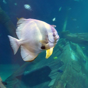 Gardaland SEA LIFE Aquarium - Pipistrello a Disco
