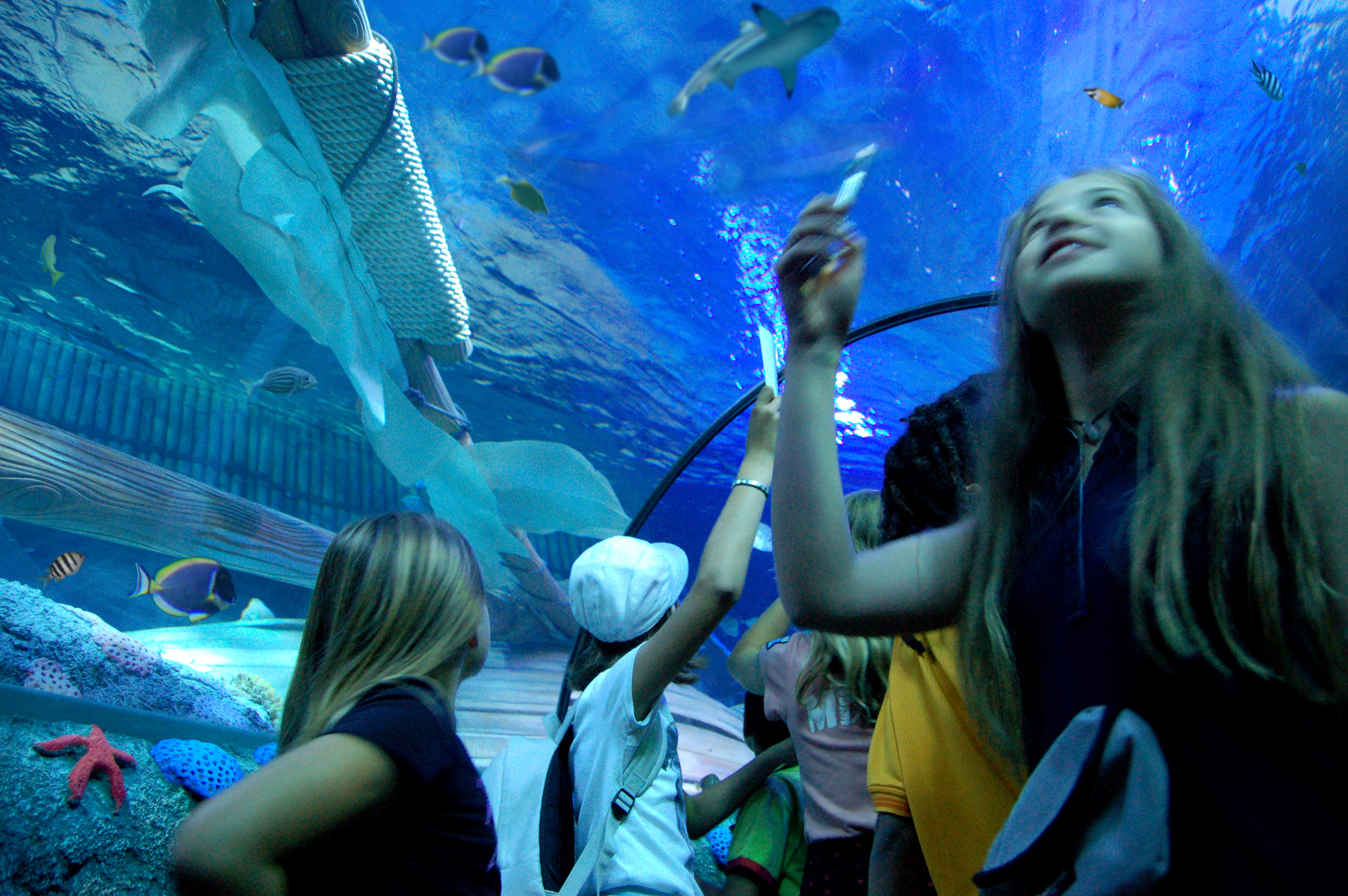 Gardaland SEA LIFE Aquarium - Walk through the ocean tunnel