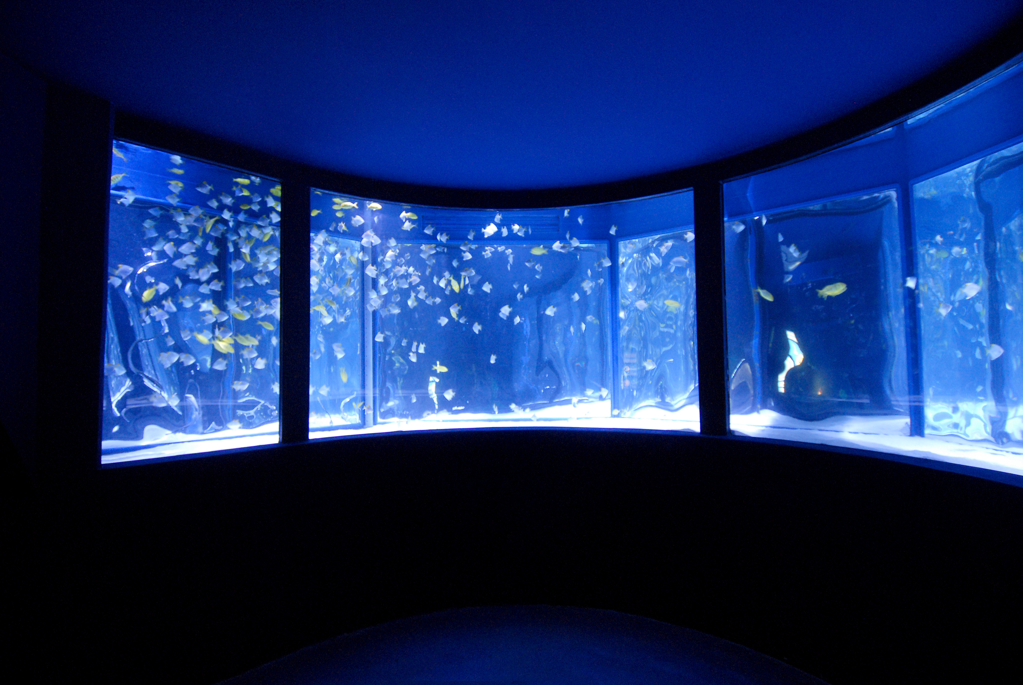 Gardaland SEA LIFE Aquarium - Ring-shaped tank