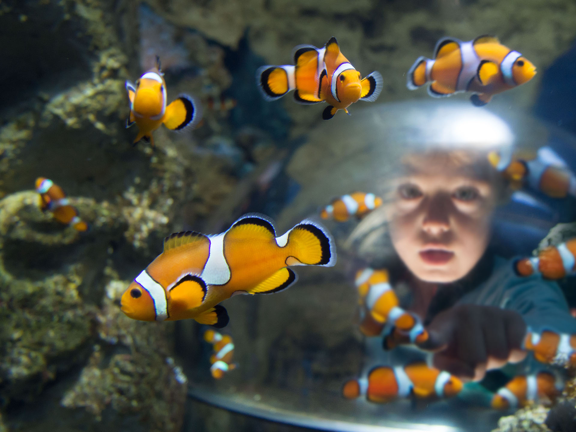 Gardaland SEA LIFE Aquarium - Oblò