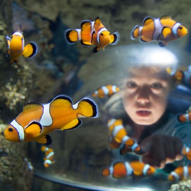 Gardaland SEA LIFE Aquarium - Oblò