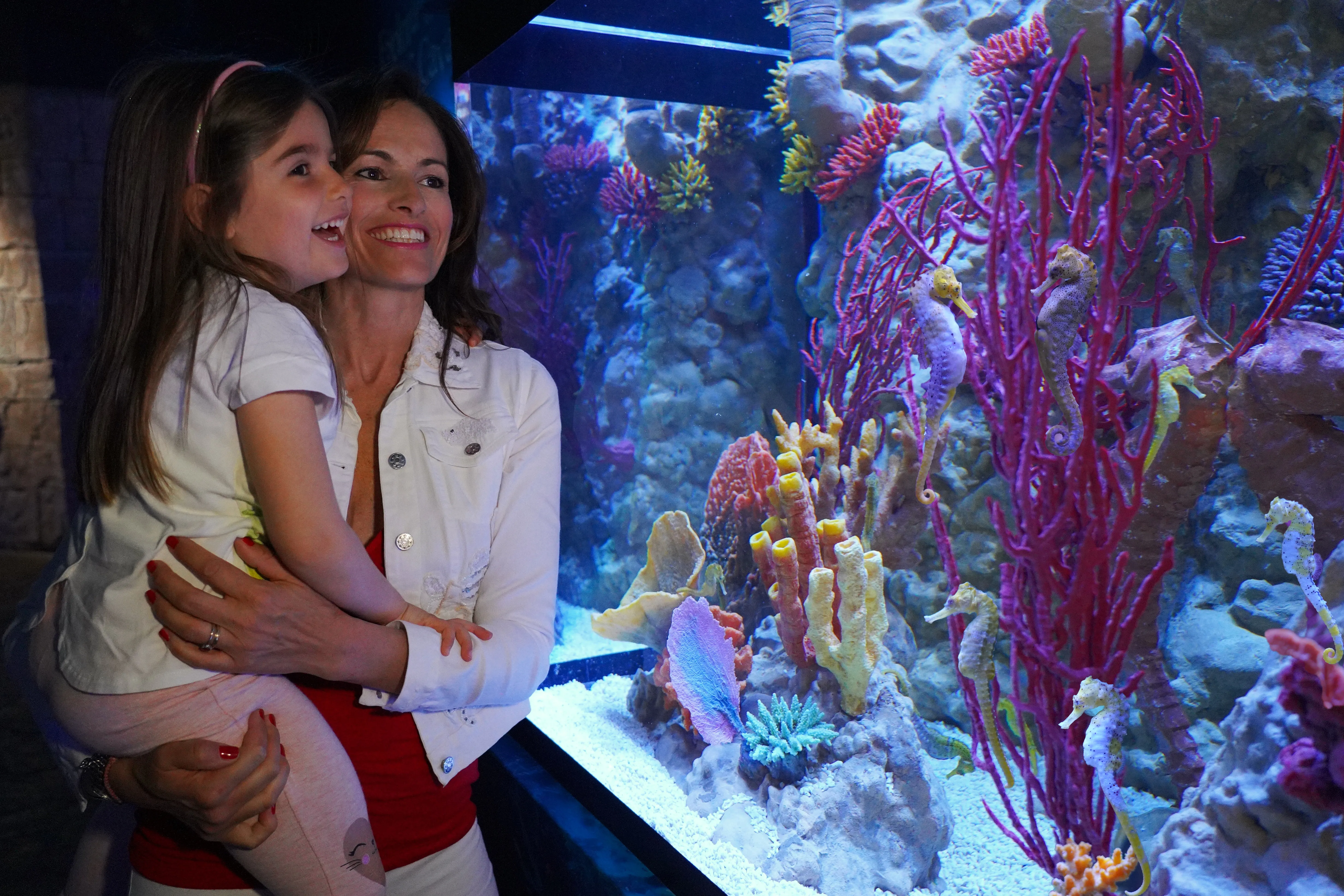 Gardaland SEA LIFE Aquarium - Il Magico Regno dei Cavallucci Marini