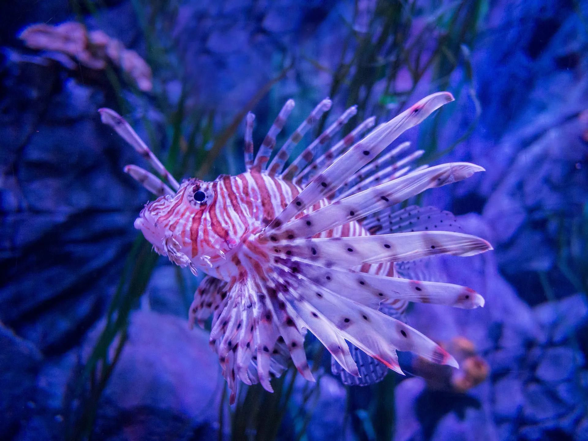 Gardaland SEA LIFE Aquarium - Aliens are among us