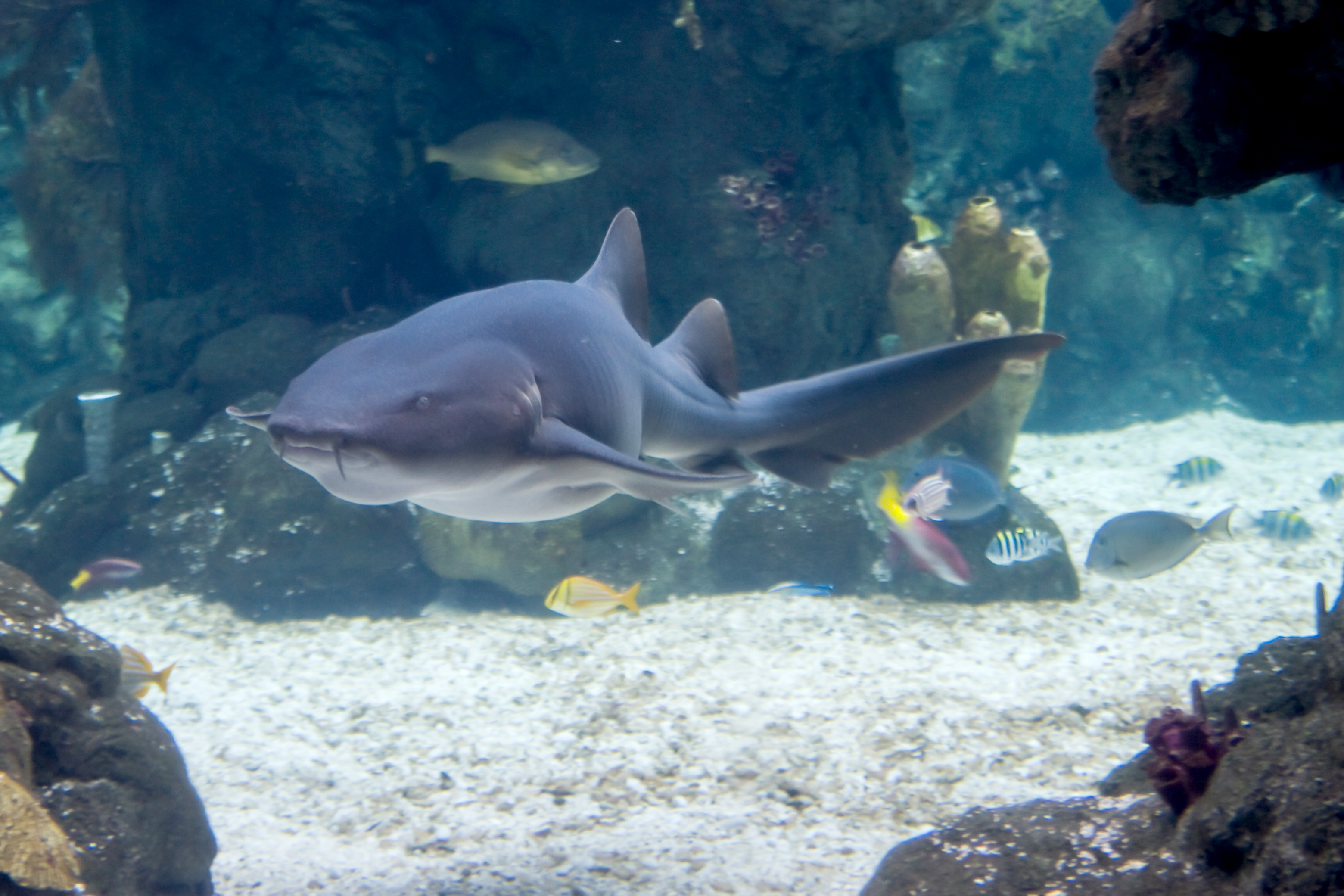 Gardaland SEA LIFE Aquarium - Nurse Shark