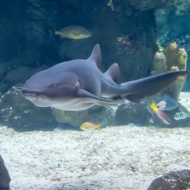 Gardaland SEA LIFE Aquarium - Nurse Shark