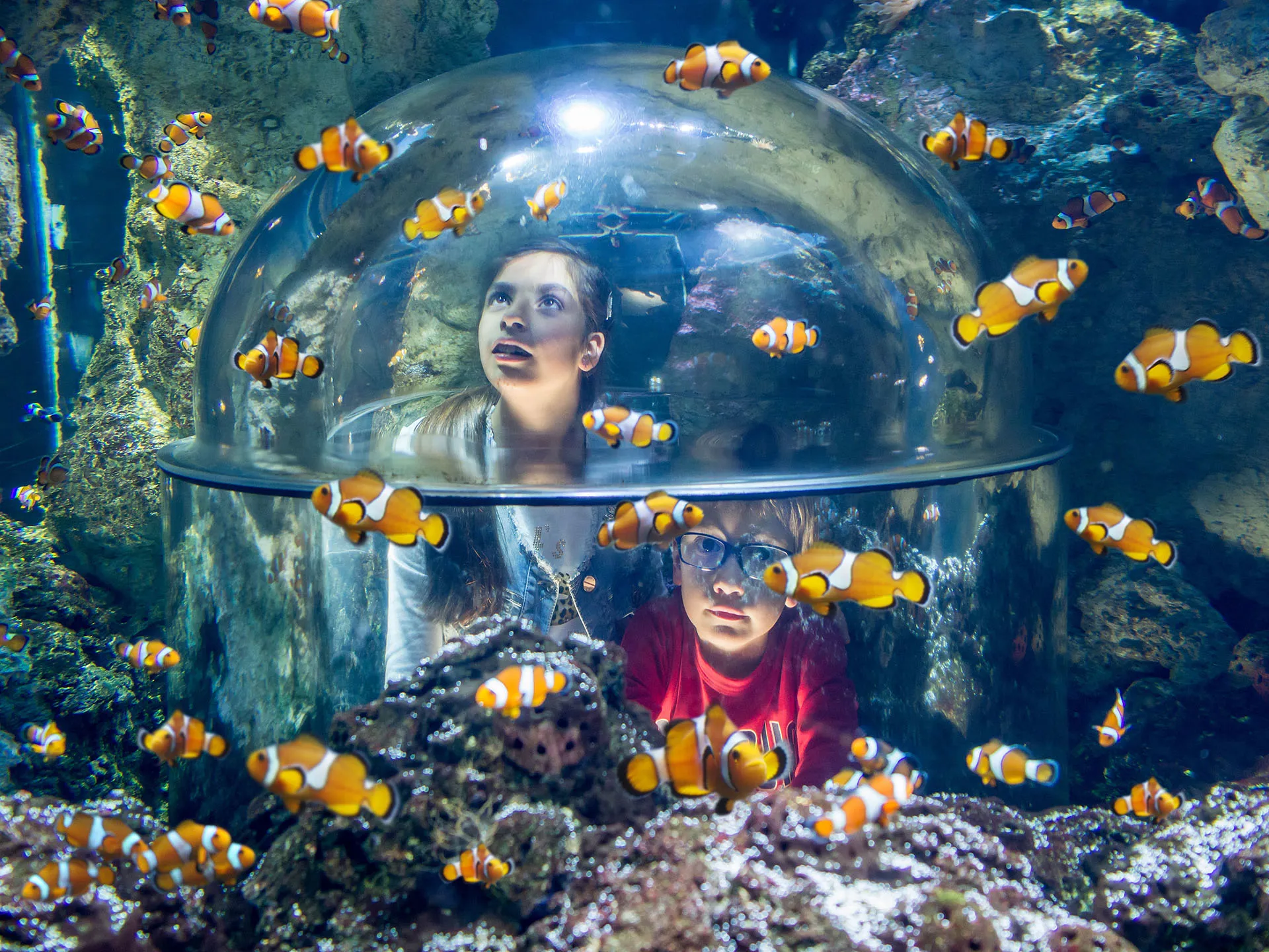 Gardaland SEA LIFE Aquarium - Die Höhlen der Clownfische