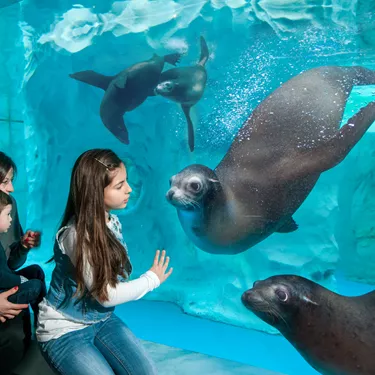 Gardaland SEA LIFE Aquarium - Just one step away from sea lions