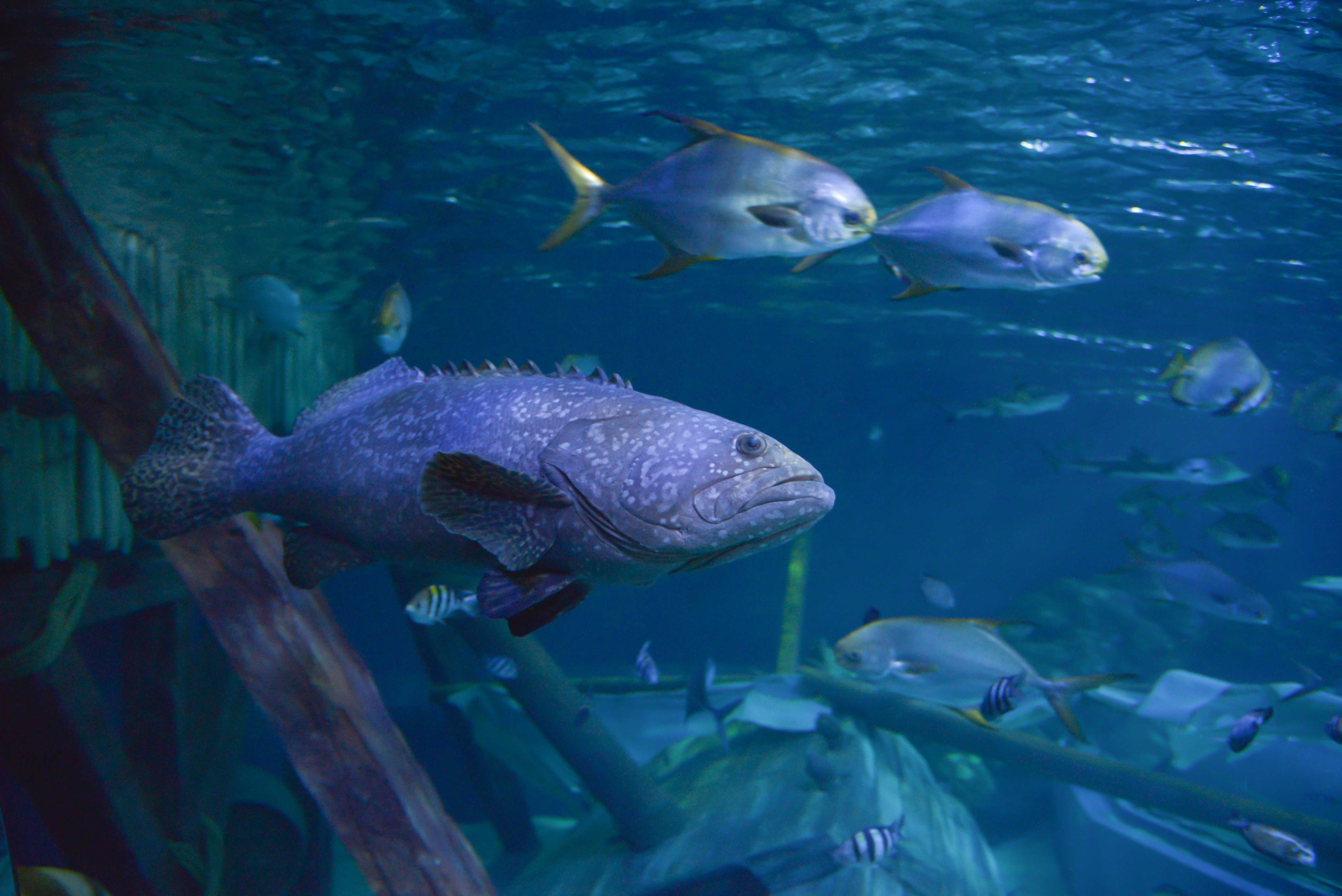 Gardaland SEA LIFE Aquarium - Cernia Gigante