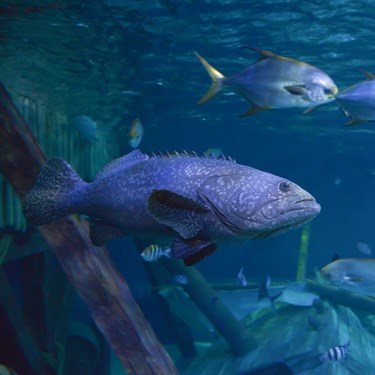 Gardaland SEA LIFE Aquarium - Cernia Gigante