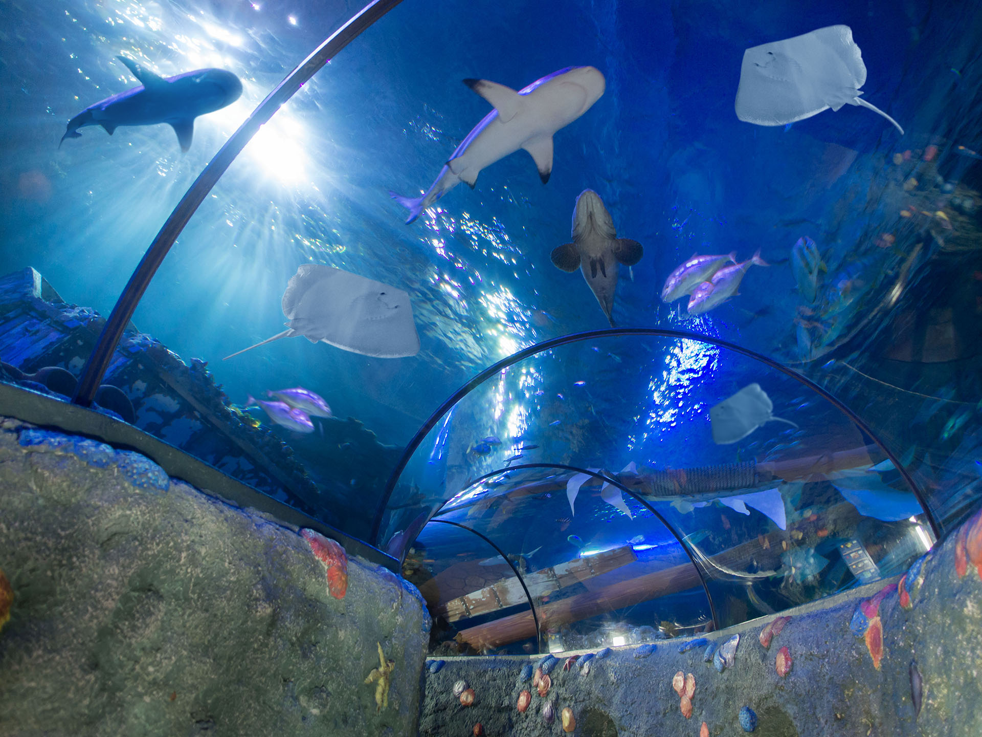 Gardaland SEA LIFE Aquarium - Ozean-Tunnel