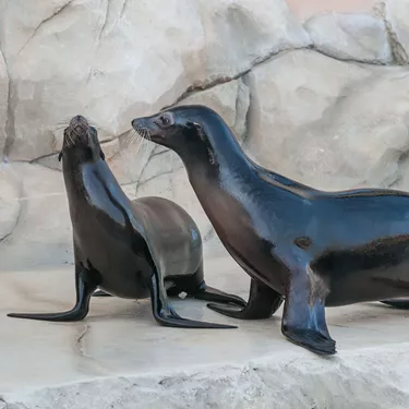 Gardaland SEA LIFE Aquarium - Meet sea lions
