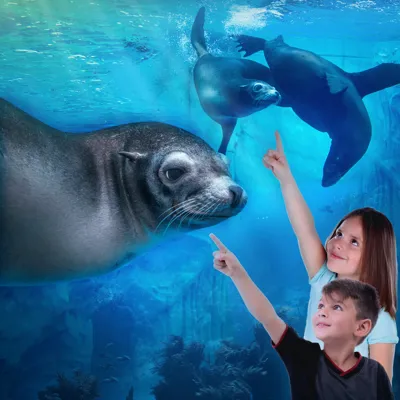 Gardaland SEA LIFE Aquarium - Nur einen Schritt von den Seelöwen entfernt