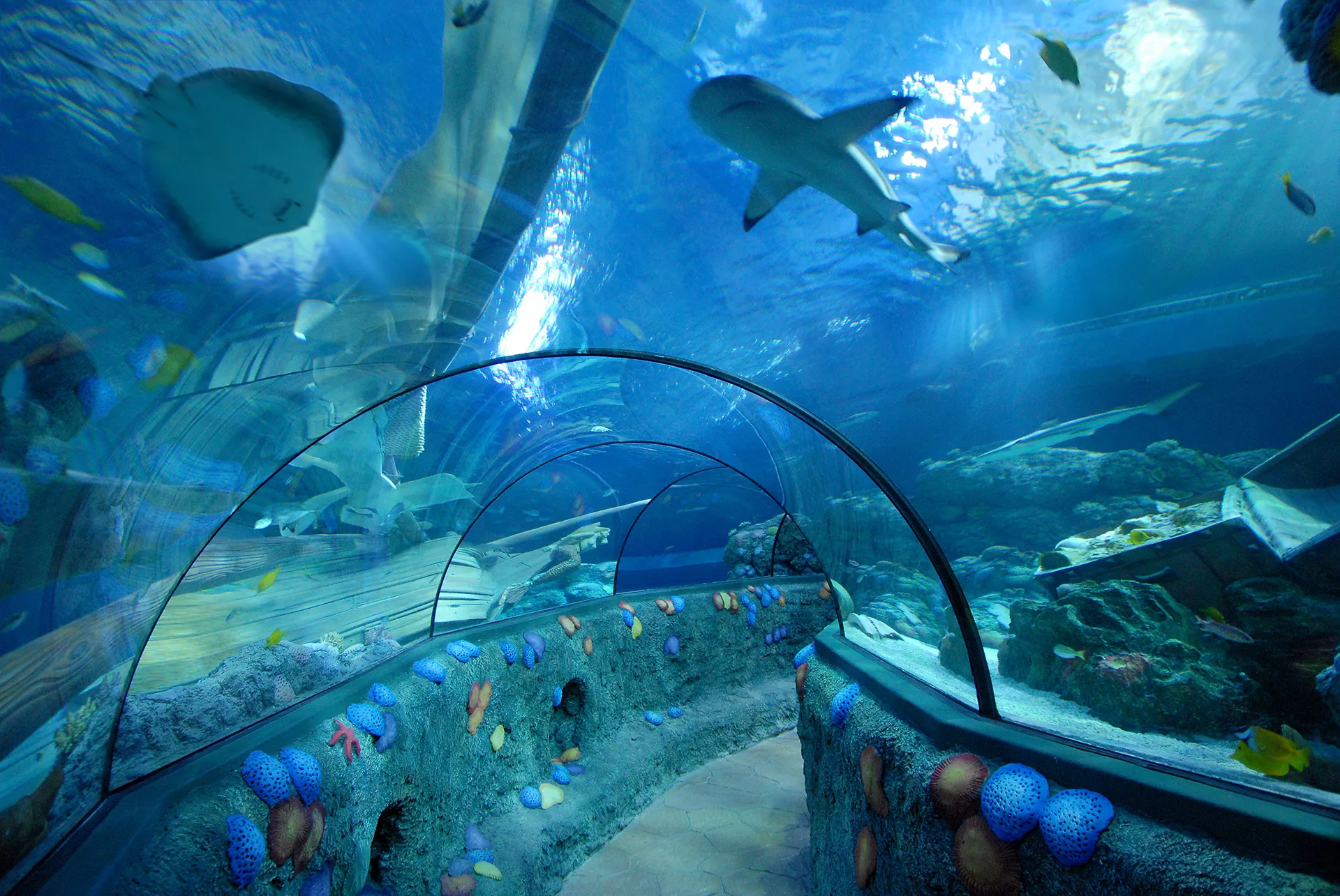 Ocean Tunnel - Gardaland SEA LIFE Aquarium