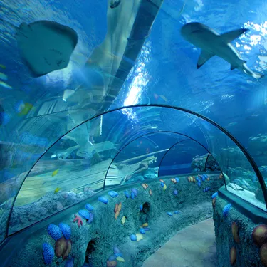 Tunnel Oceanico - Gardaland SEA LIFE Aquarium