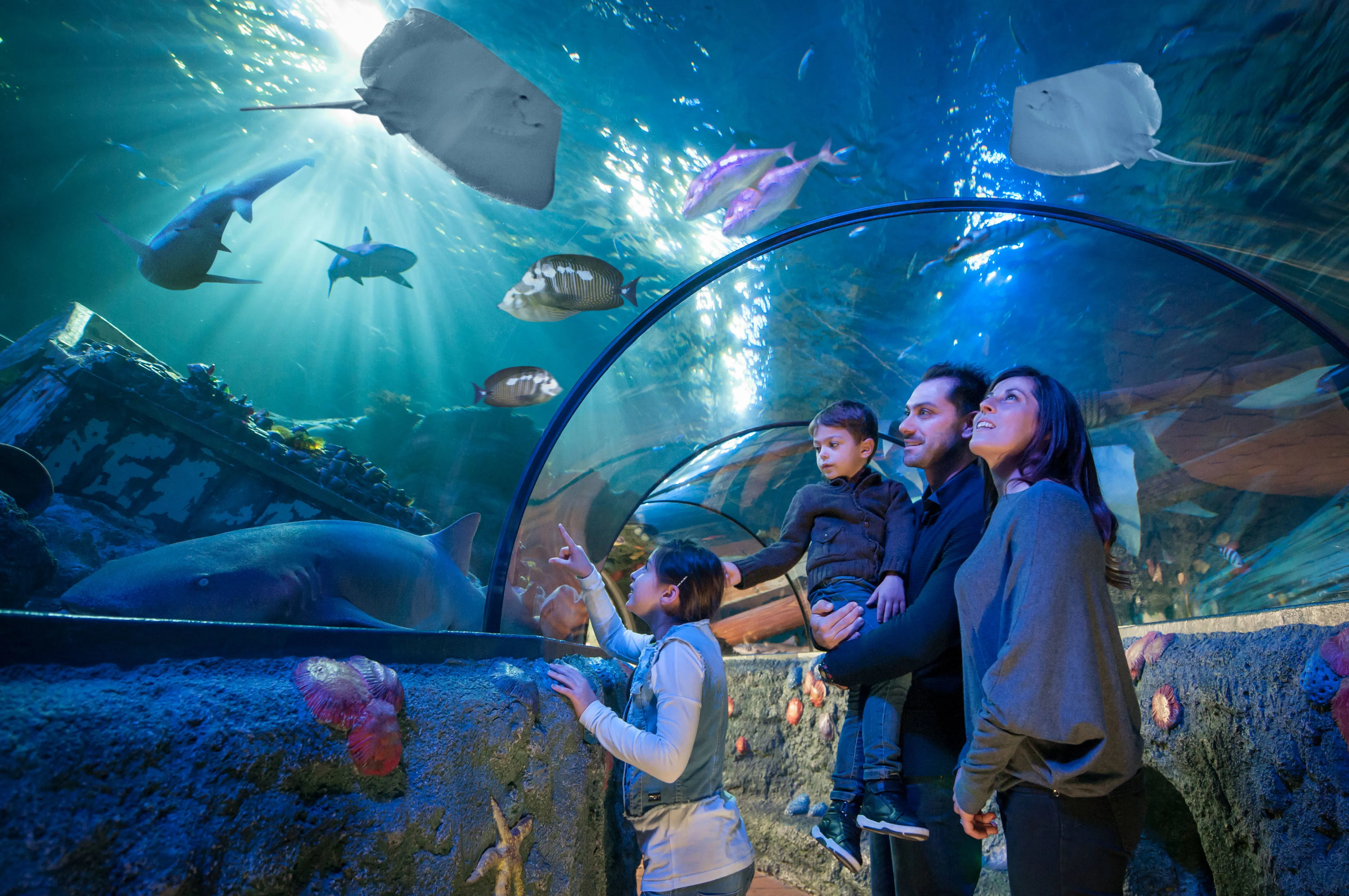 Gardaland SEA LIFE Aquarium - Ozean-Tunnel - Familia