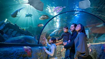 Gardaland SEA LIFE Aquarium - Ozean-Tunnel - Familia